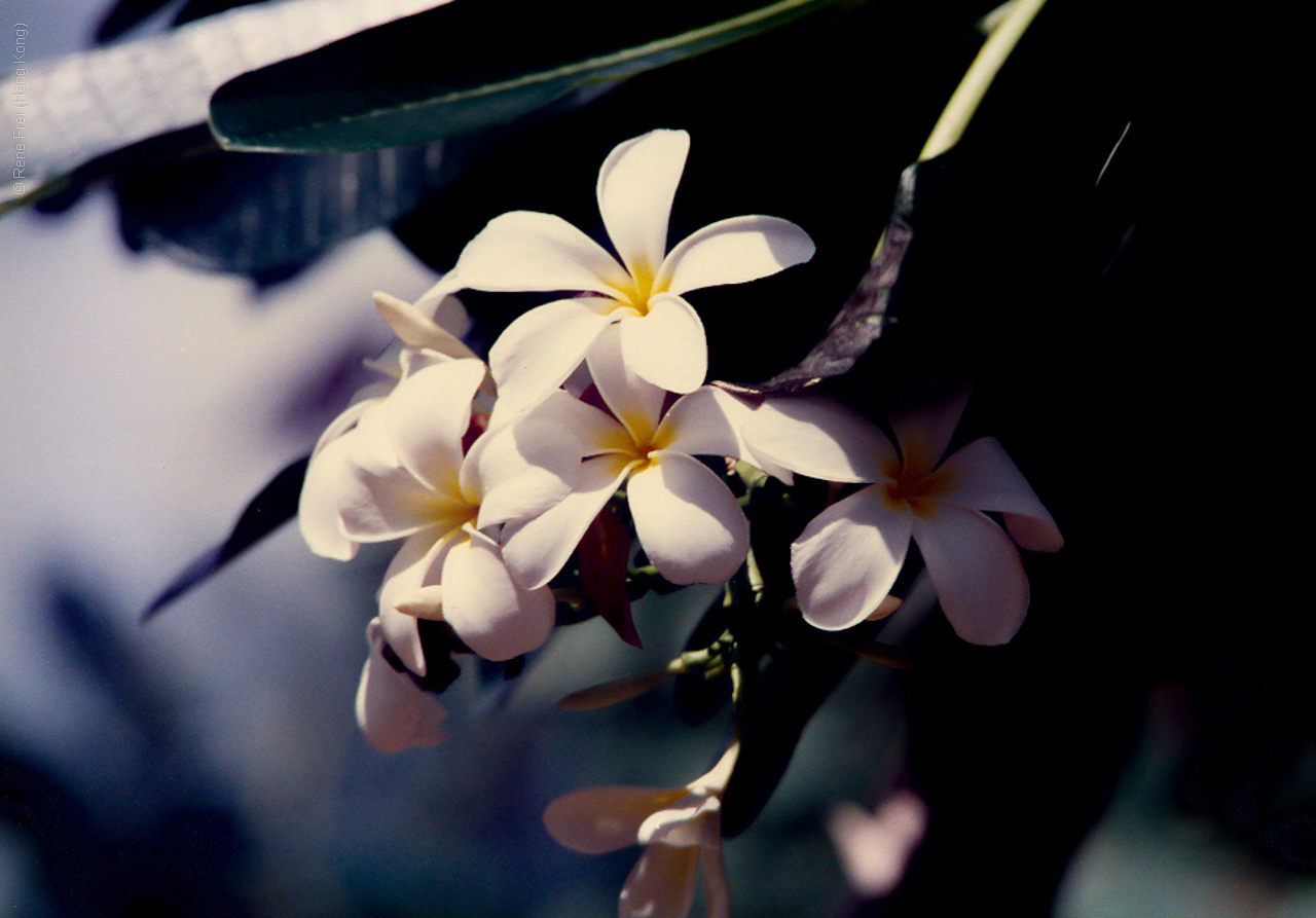 Palau - Micronesia - 1989