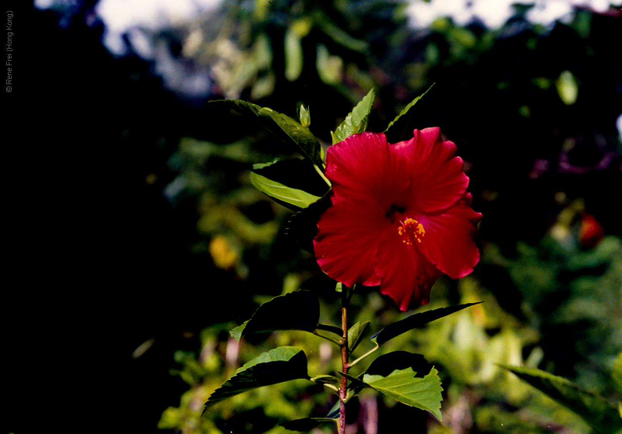 Palau - Micronesia - 1989