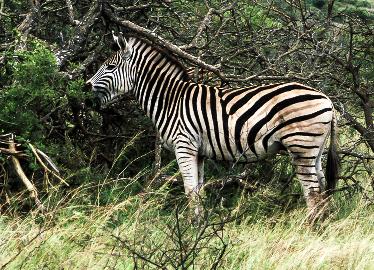 Phinda Game Reserve - South Africa - 2008