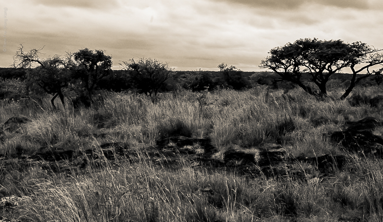 Phinda Game Reserve - South Africa - 2008