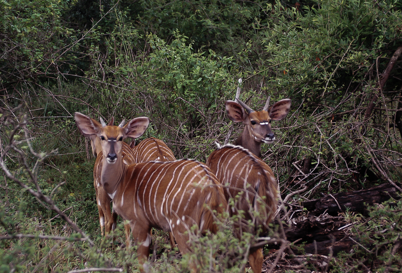 Phinda Game Reserve - South Africa - 2008