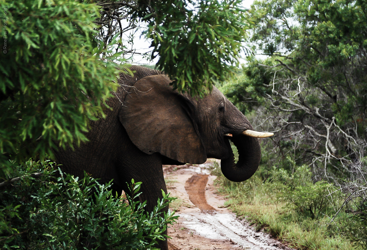 Phinda Game Reserve - South Africa - 2008