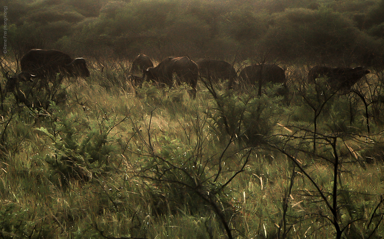 Phinda Game Reserve - South Africa - 2008