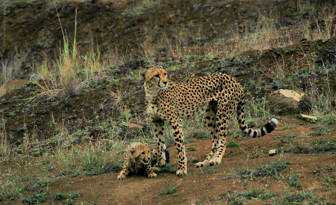 Phinda Game Reserve - South Africa - 2008