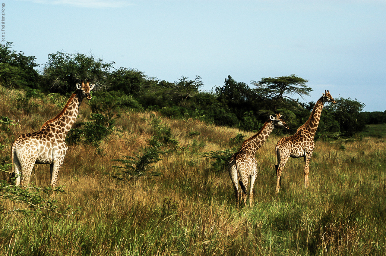 Phinda Game Reserve - South Africa - 2008