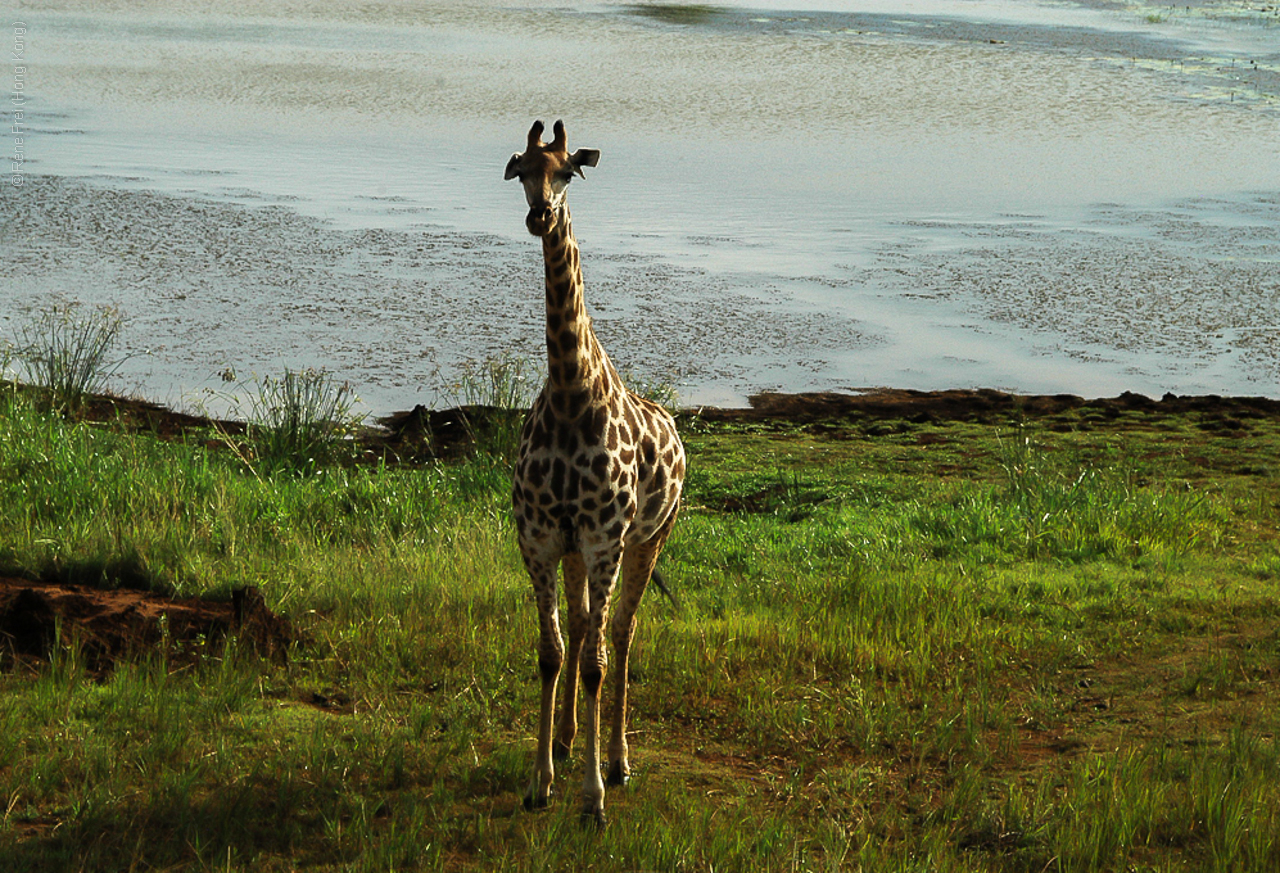 Phinda Game Reserve - South Africa - 2008