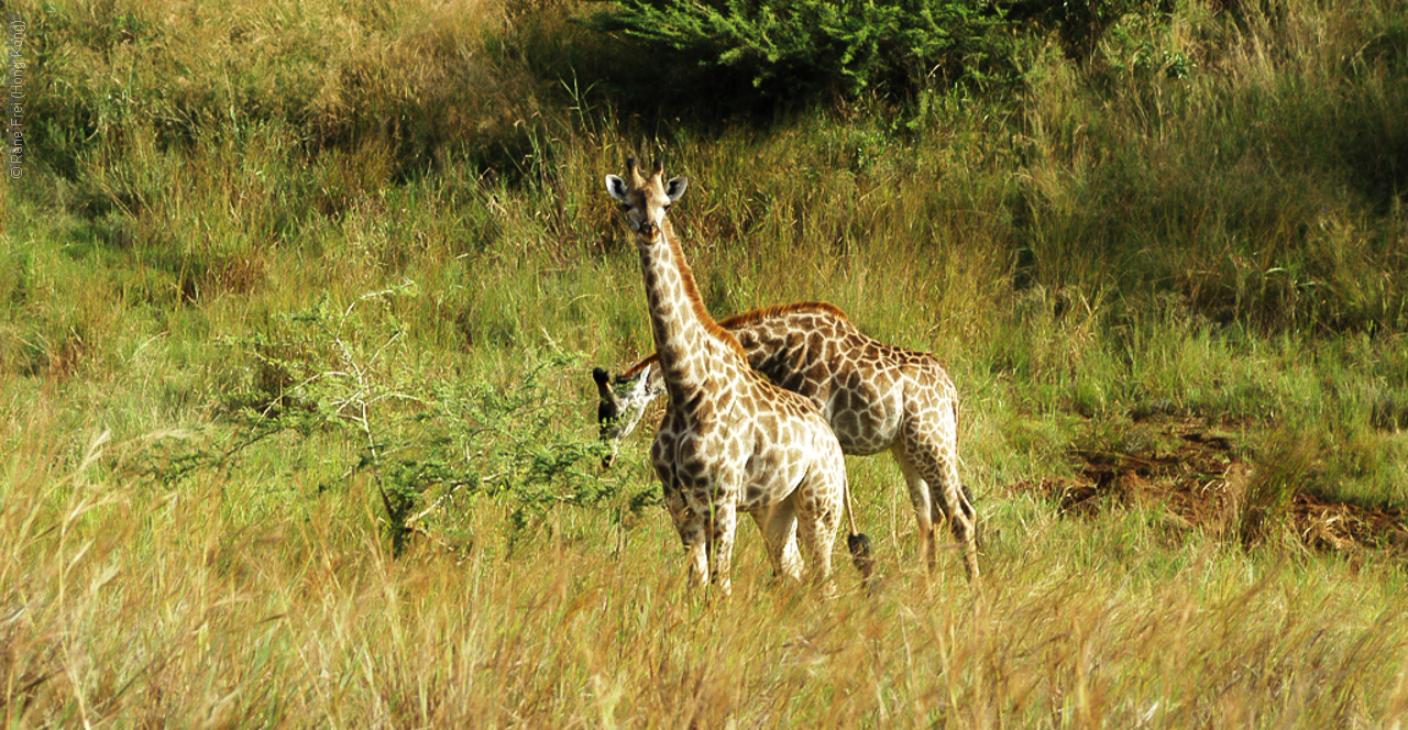 Phinda Game Reserve - South Africa - 2008