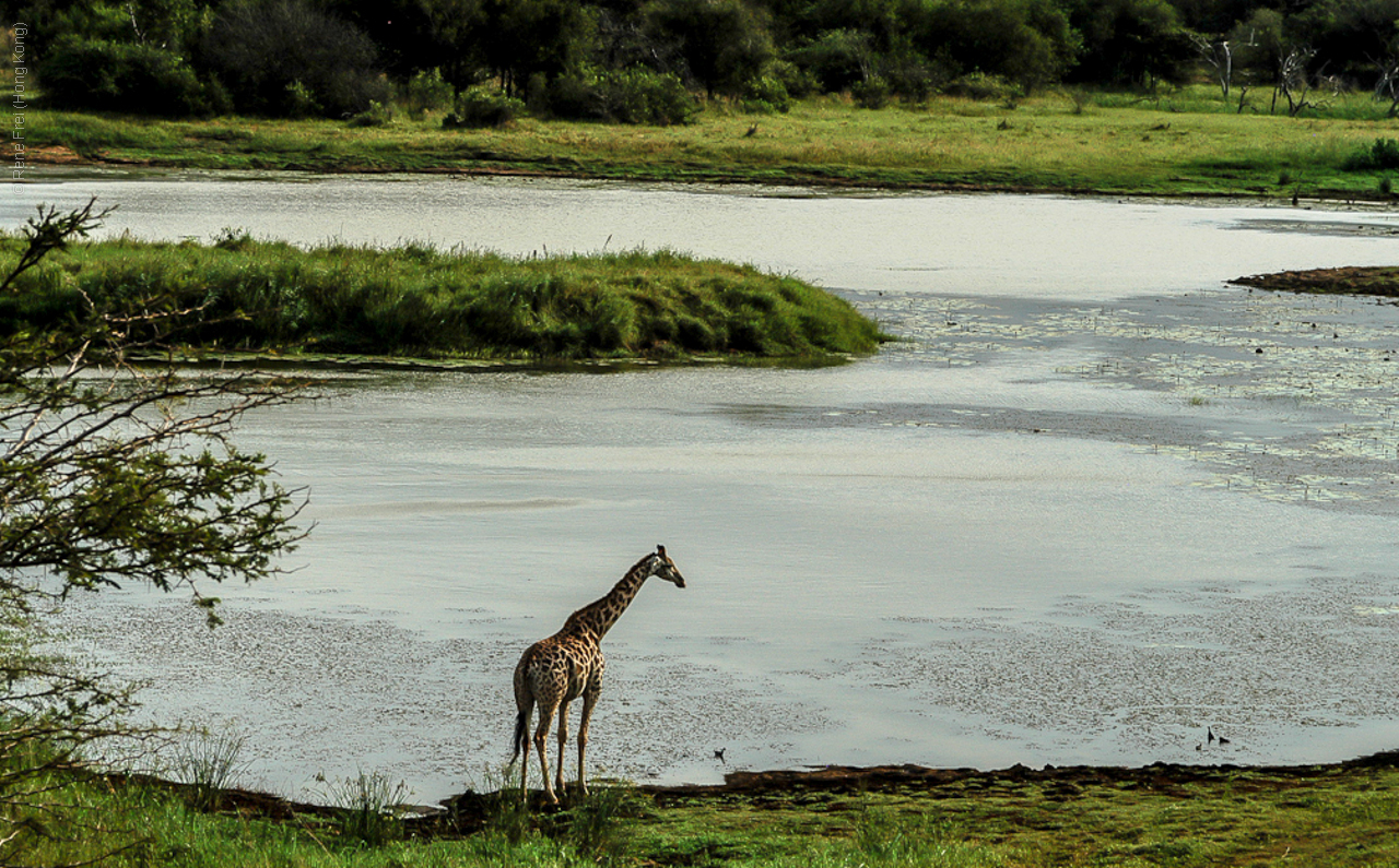 Phinda Game Reserve - South Africa - 2008