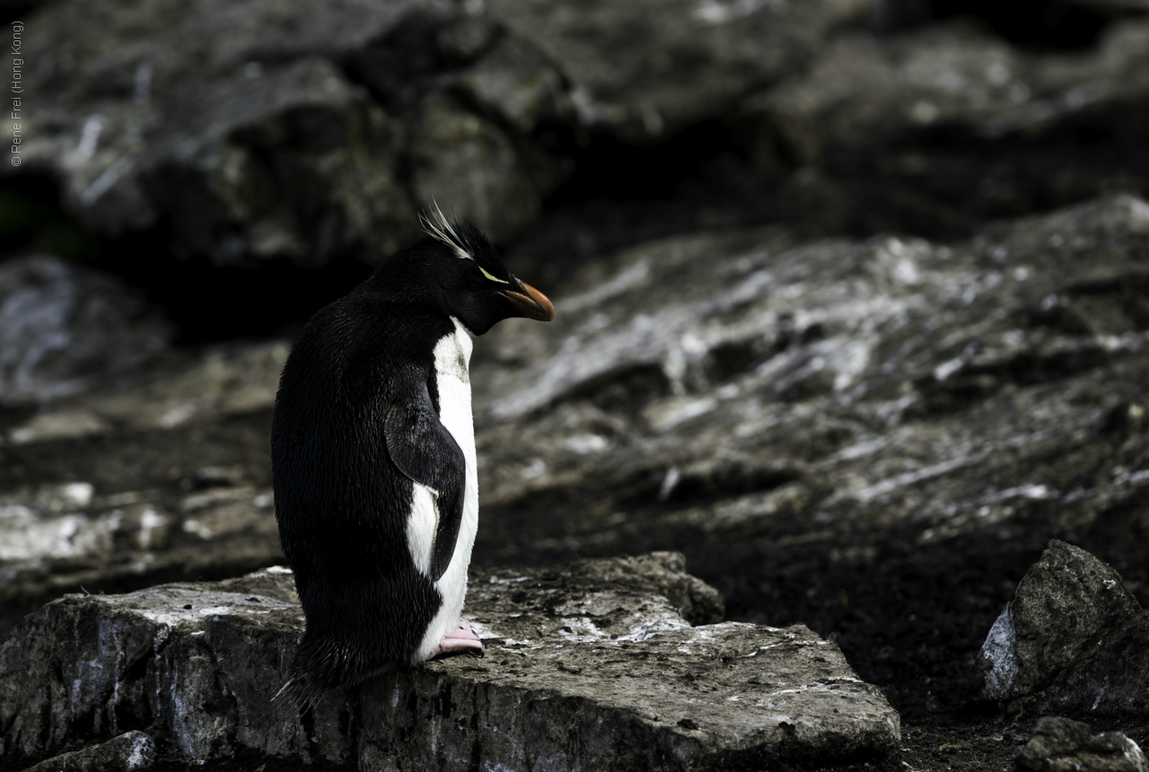 Port Stanley - Falkland Islands - January 2017