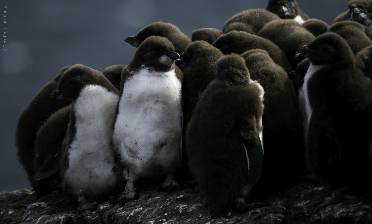 Port Stanley - Falkland Islands - January 2017