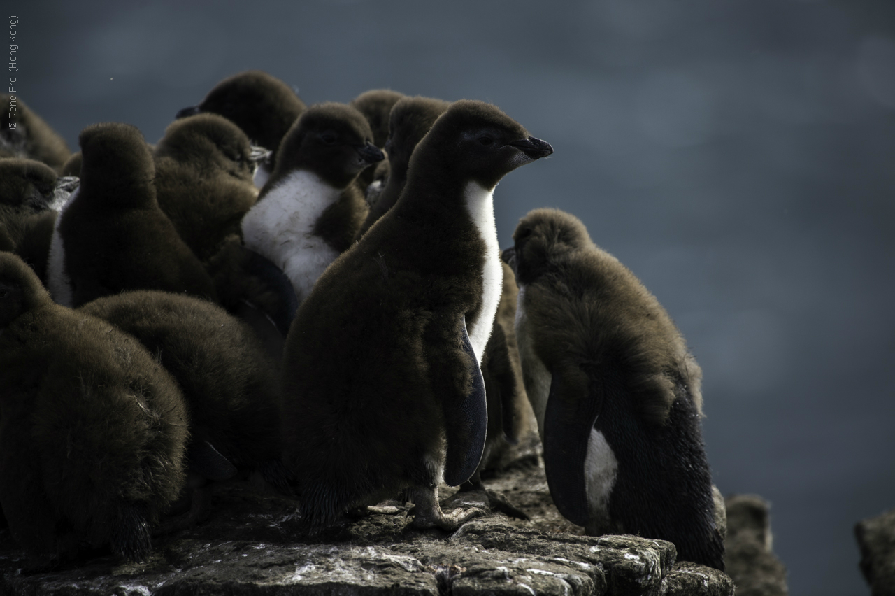 Port Stanley - Falkland Islands - January 2017