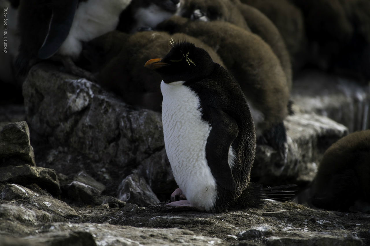 Port Stanley - Falkland Islands - January 2017