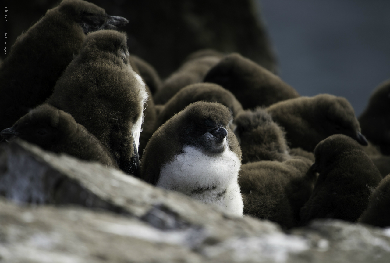 Port Stanley - Falkland Islands - January 2017