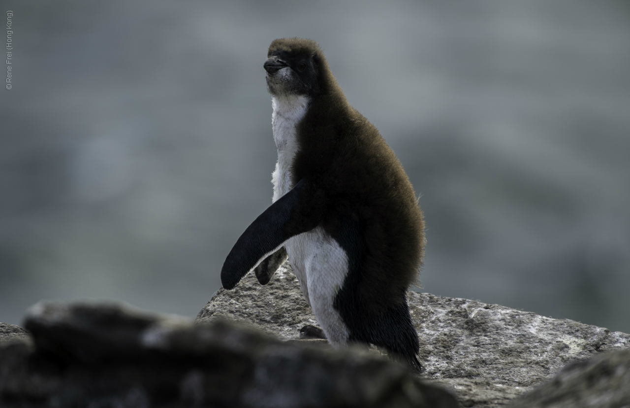 Port Stanley - Falkland Islands - January 2017