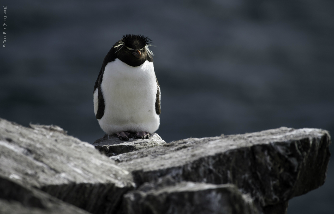 Port Stanley - Falkland Islands - January 2017