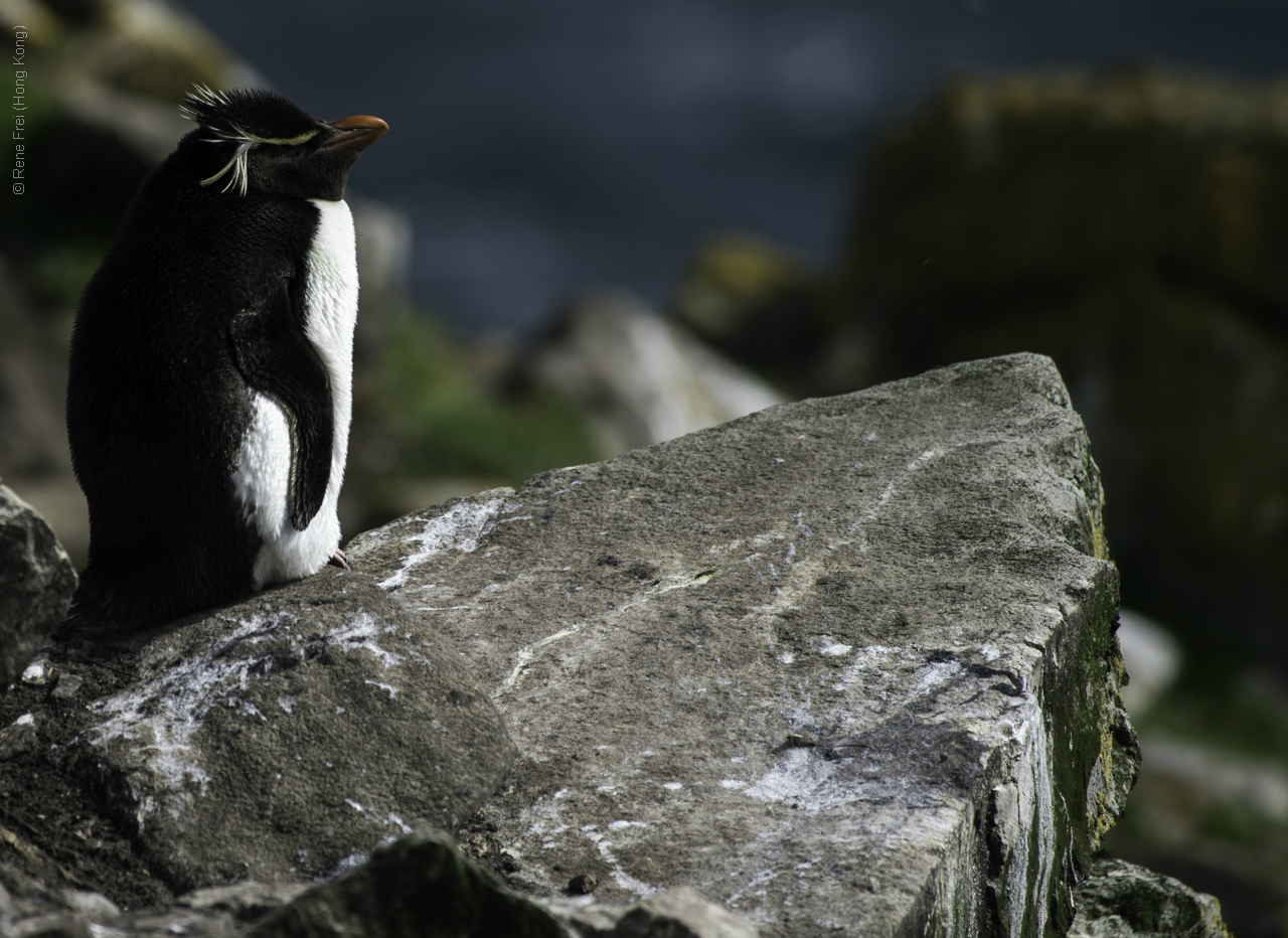 Port Stanley - Falkland Islands - January 2017