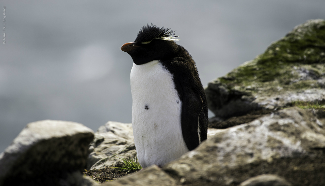 Port Stanley - Falkland Islands - January 2017