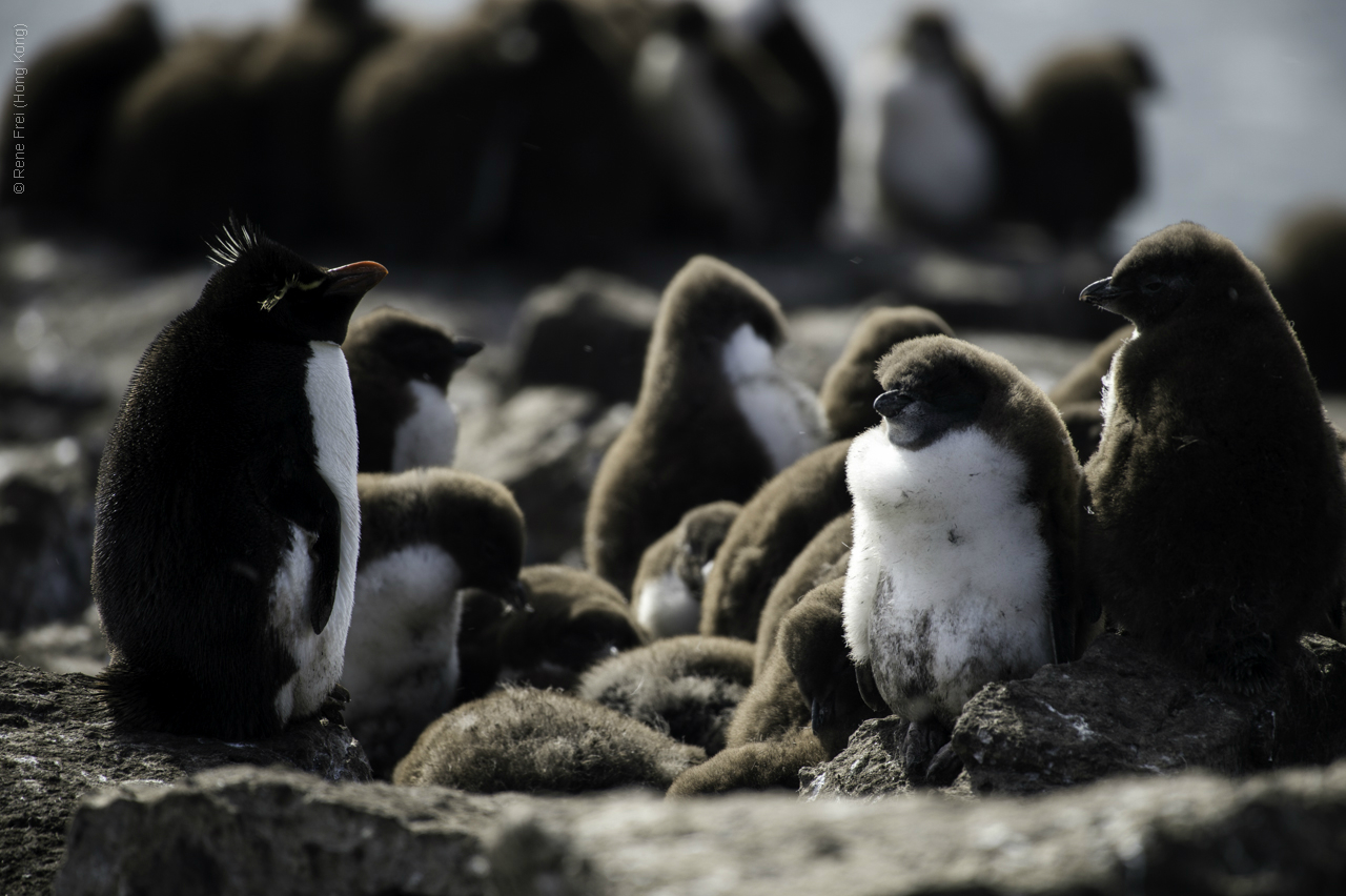 Port Stanley - Falkland Islands - January 2017