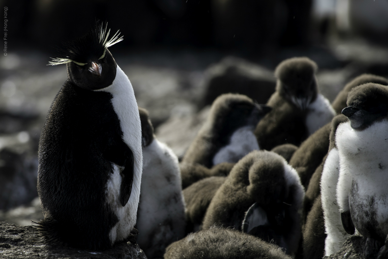 Port Stanley - Falkland Islands - January 2017