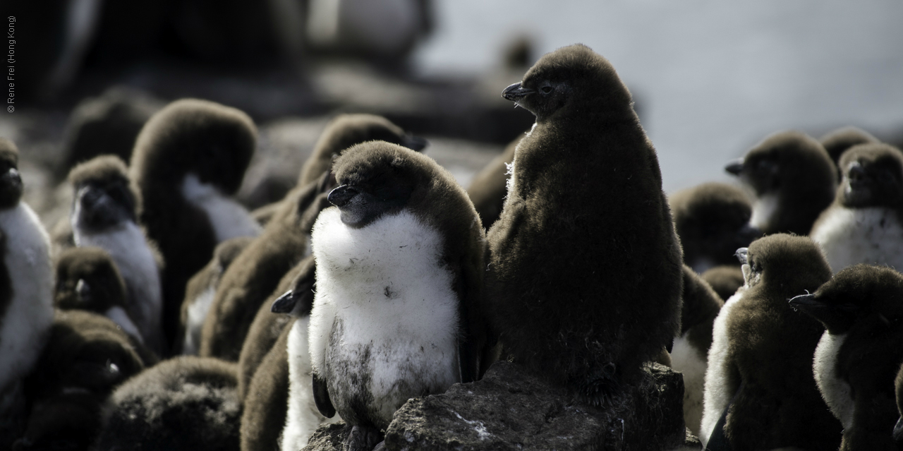 Port Stanley - Falkland Islands - January 2017