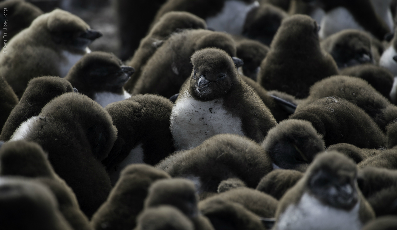 Port Stanley - Falkland Islands - January 2017