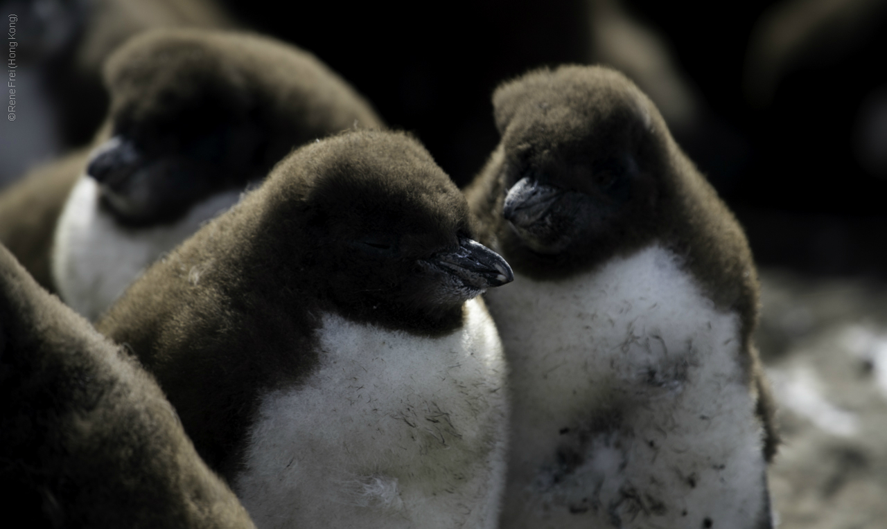 Port Stanley - Falkland Islands - January 2017