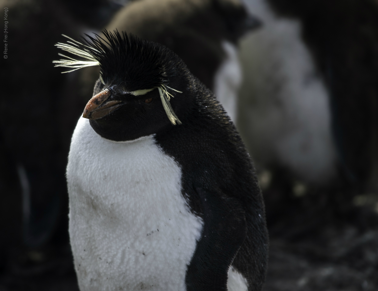 Port Stanley - Falkland Islands - January 2017