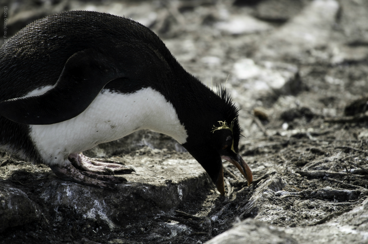 Port Stanley - Falkland Islands - January 2017