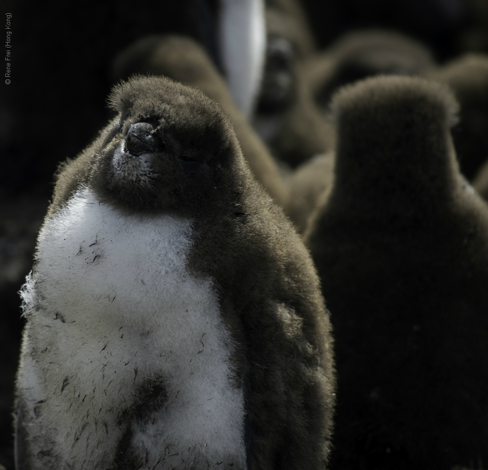 Port Stanley - Falkland Islands - January 2017