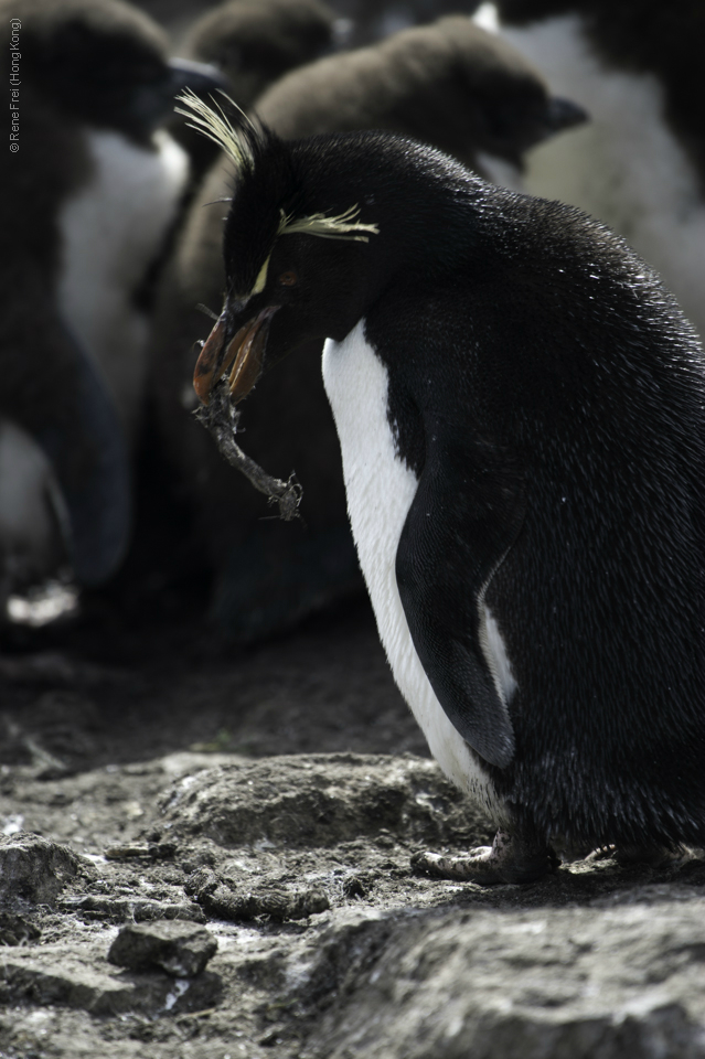 Port Stanley - Falkland Islands - January 2017