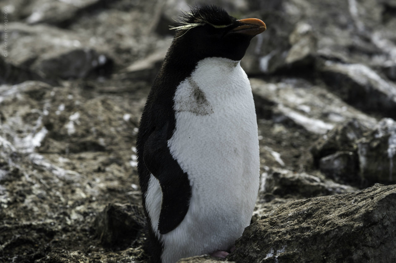 Port Stanley - Falkland Islands - January 2017