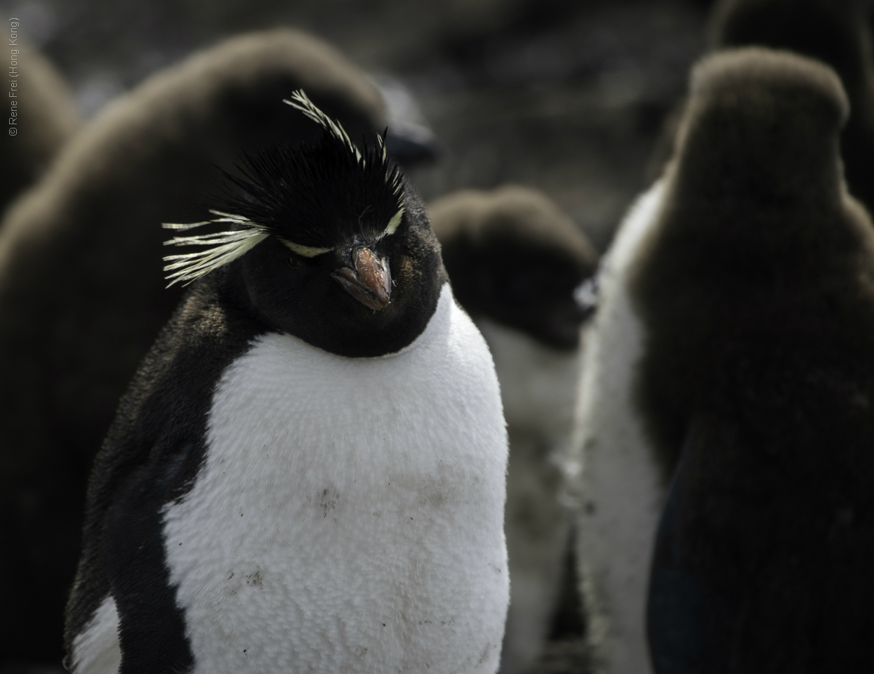 Port Stanley - Falkland Islands - January 2017