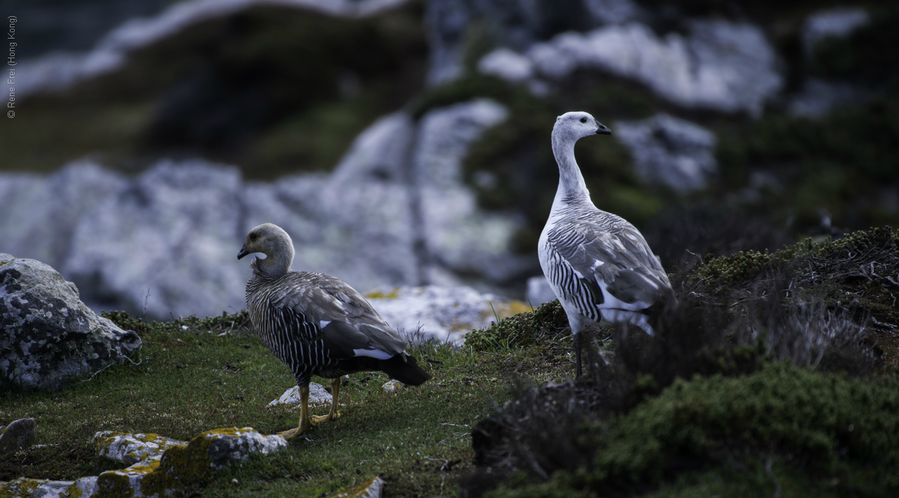 Port Stanley - Falkland Islands - January 2017