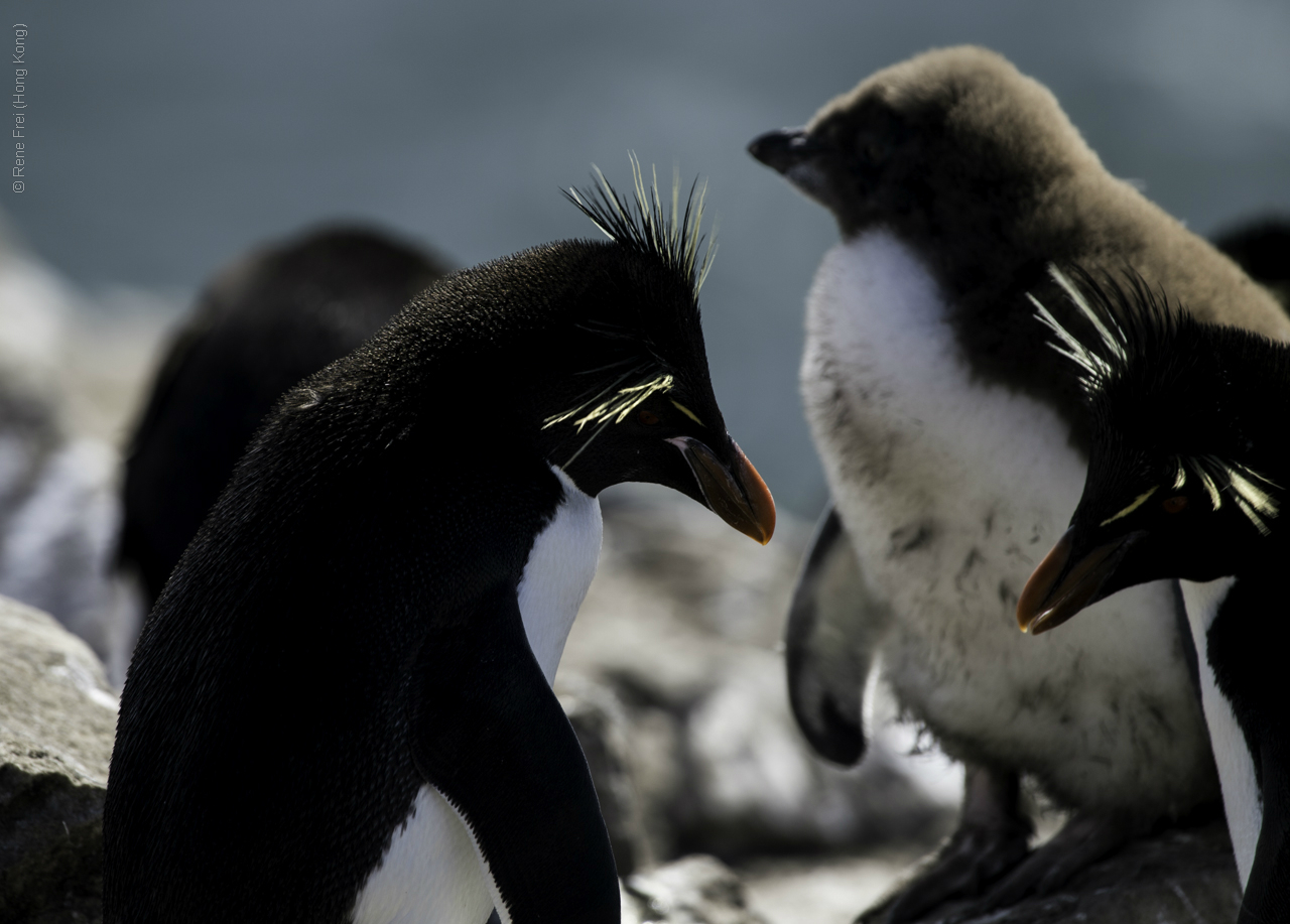 Port Stanley - Falkland Islands - January 2017