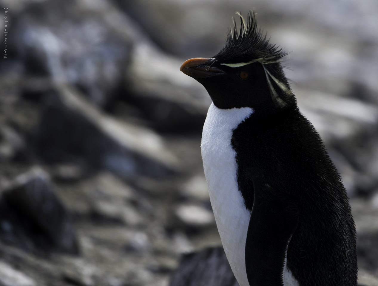 Port Stanley - Falkland Islands - January 2017