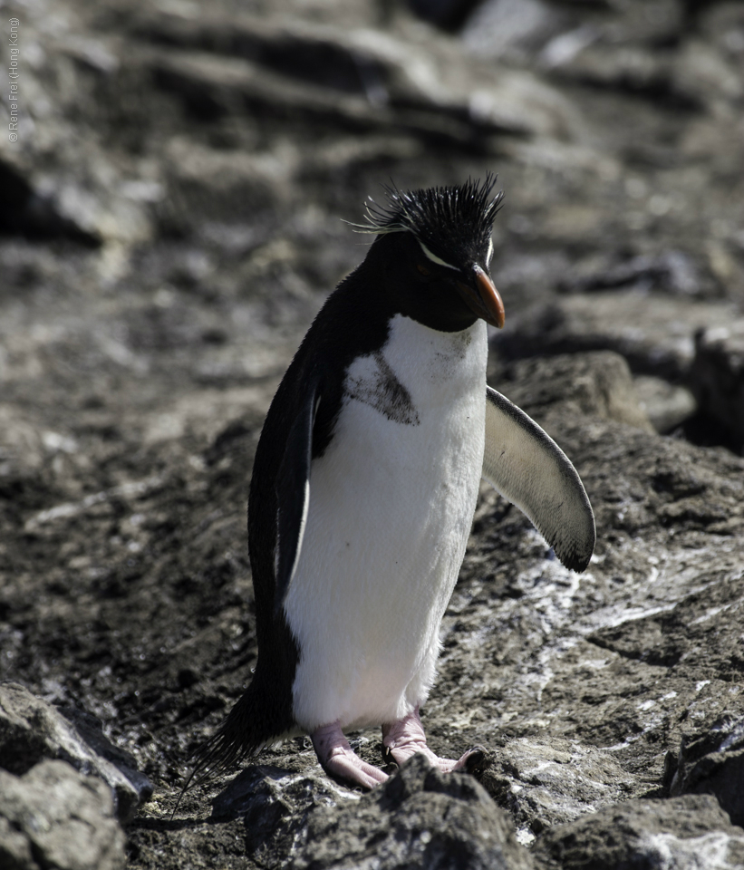 Port Stanley - Falkland Islands - January 2017