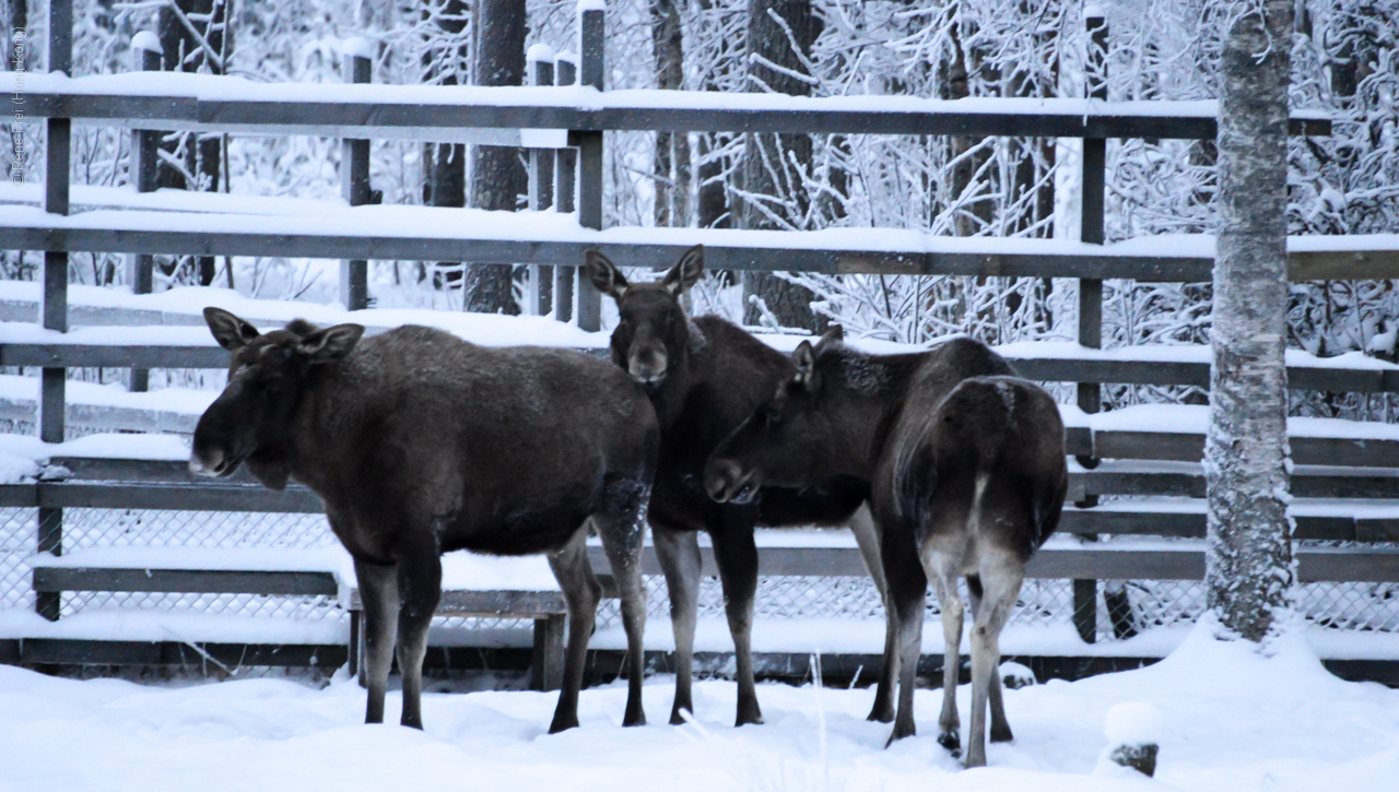 Rovaniemi - Finland - 2012