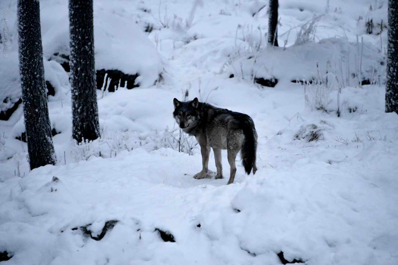 Rovaniemi - Finland - 2012