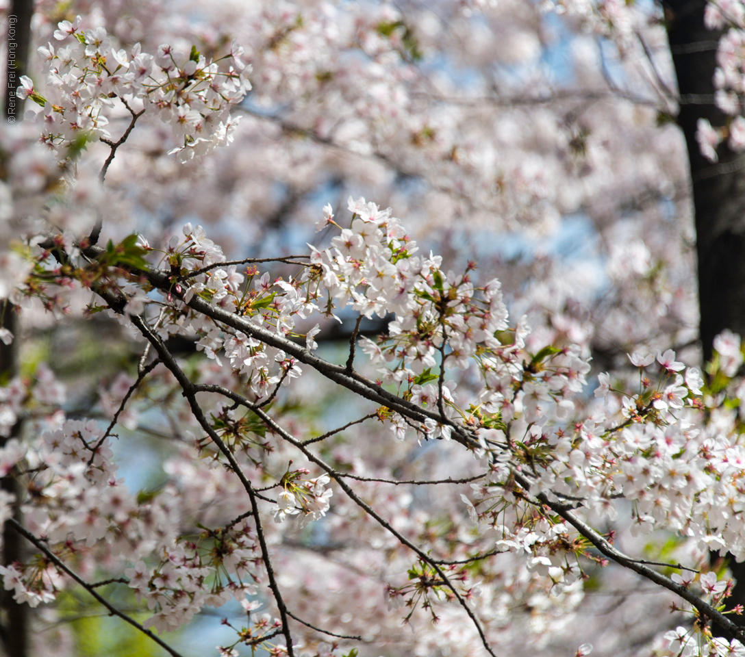 Seoul - Korea - April 2017