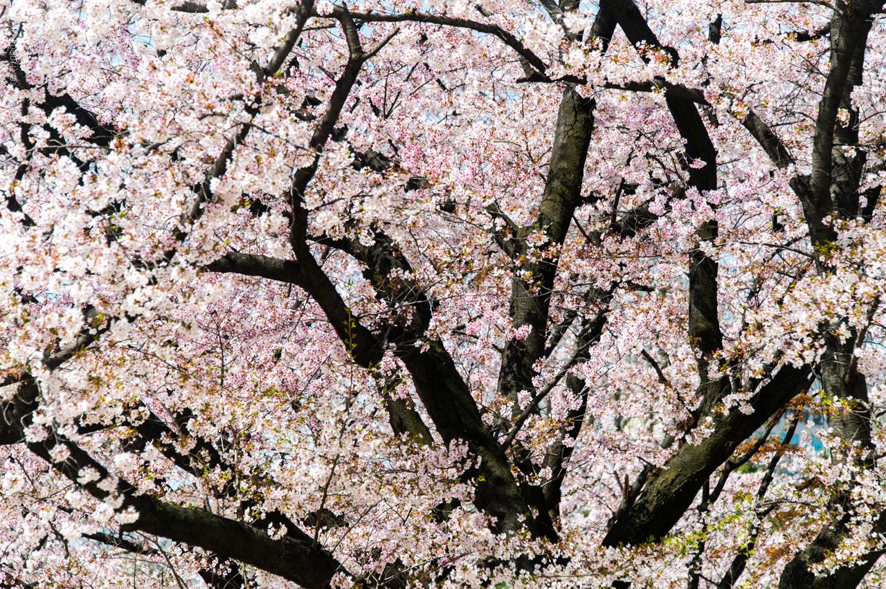 Seoul - Korea - April 2017