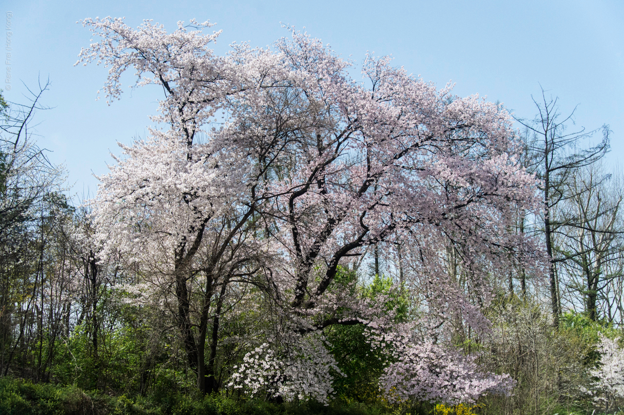 Seoul - Korea - April 2017