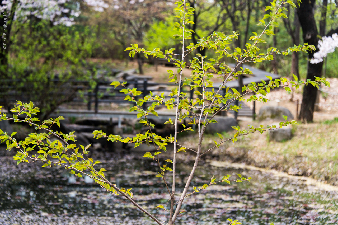 Seoul - Korea - April 2017