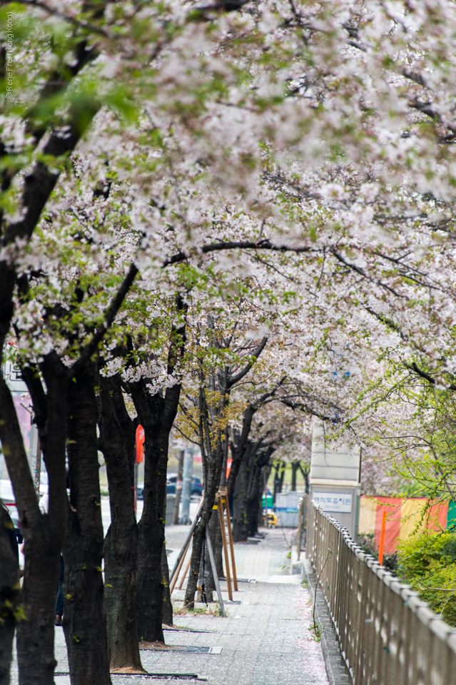 Seoul - Korea - April 2017