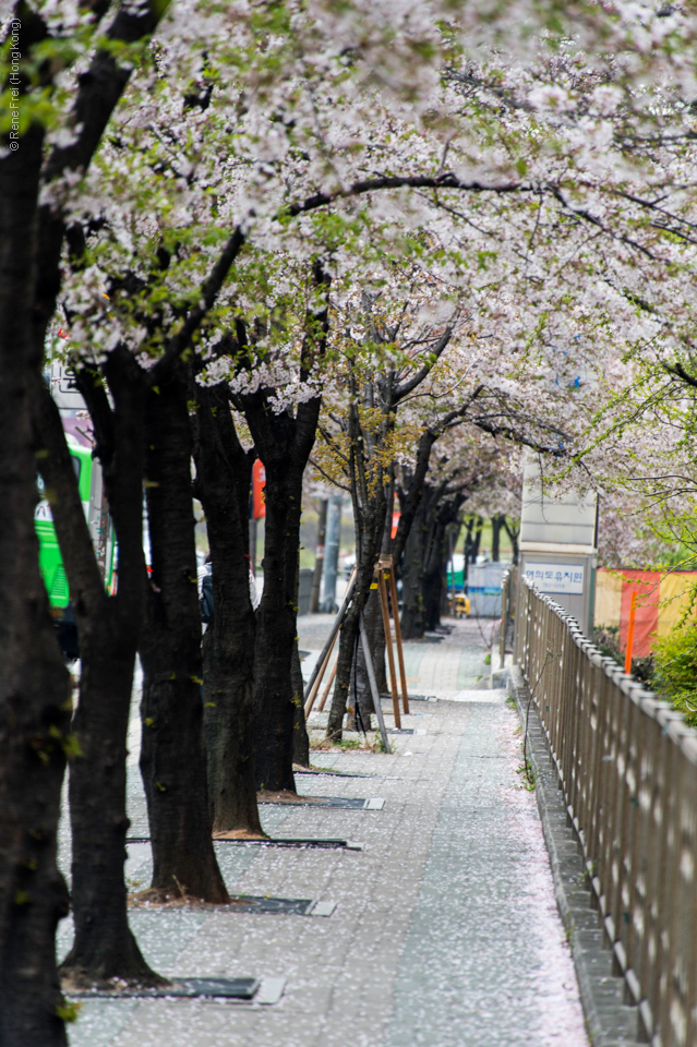 Seoul - Korea - April 2017