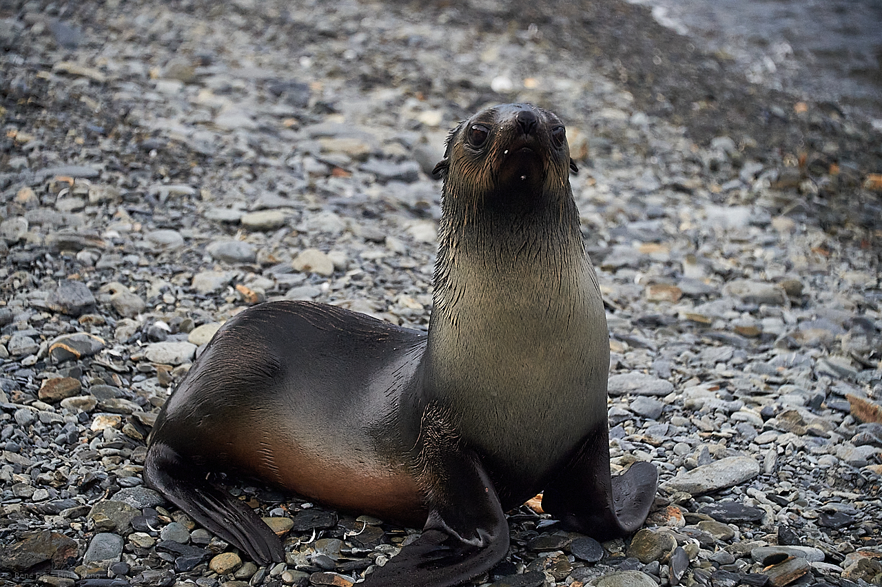 South Georgia - British Overseas Territory - 2017