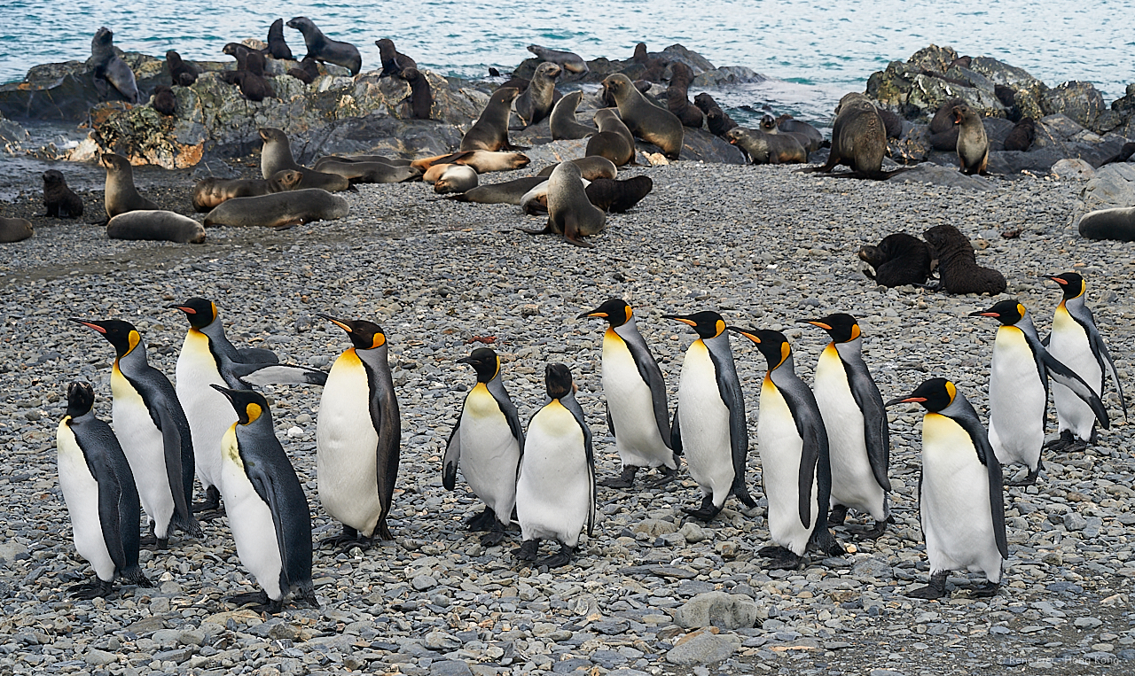 South Georgia - British Overseas Territory - 2017