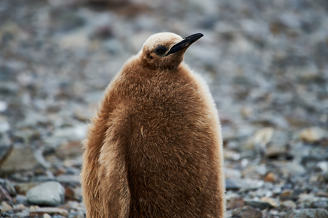 South Georgia - British Overseas Territory - 2017