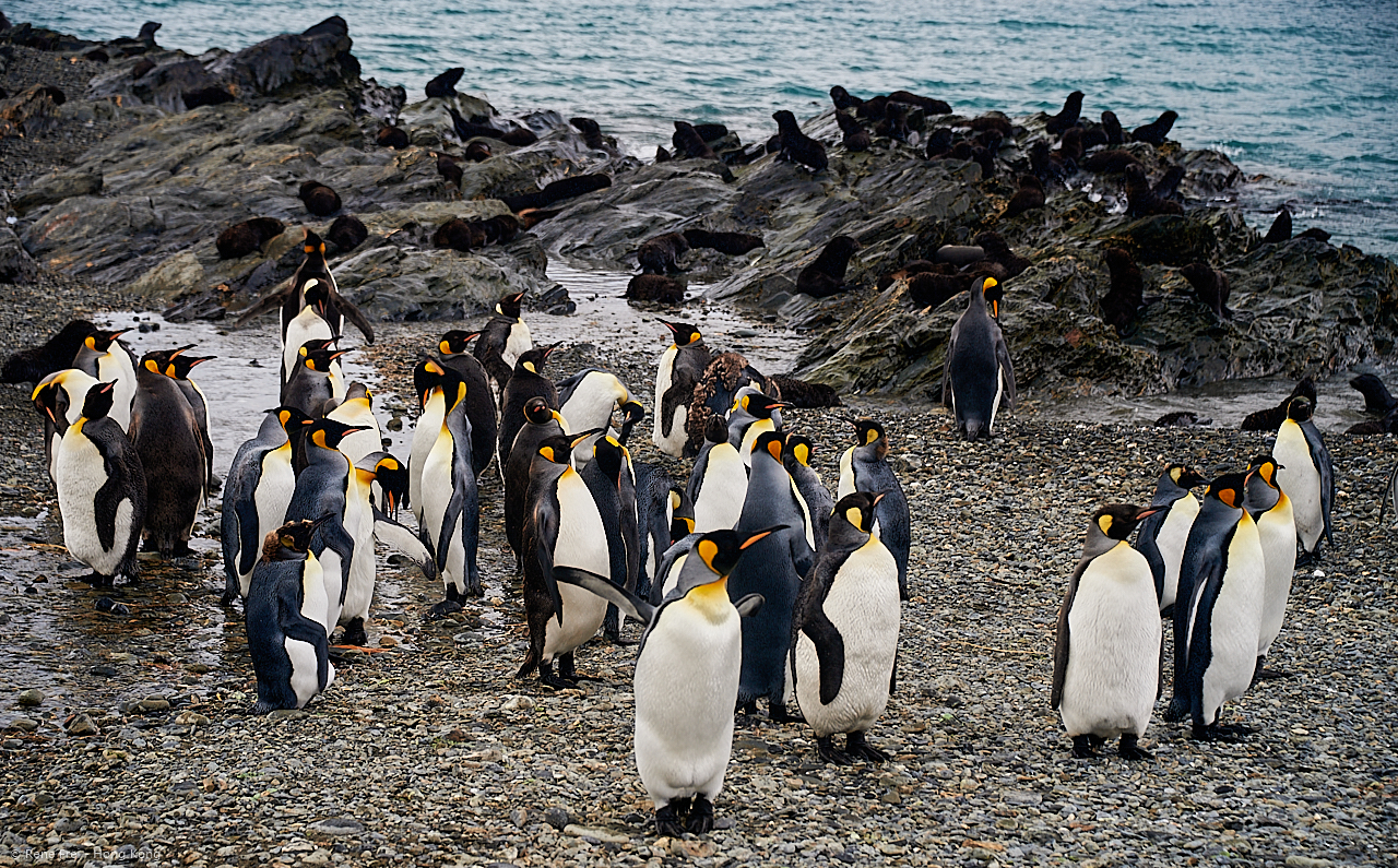 South Georgia - British Overseas Territory - 2017