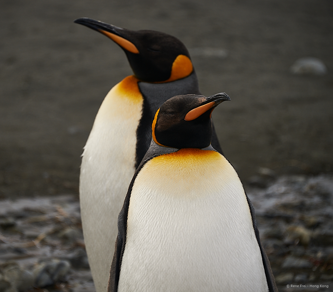 South Georgia - British Overseas Territory - 2017