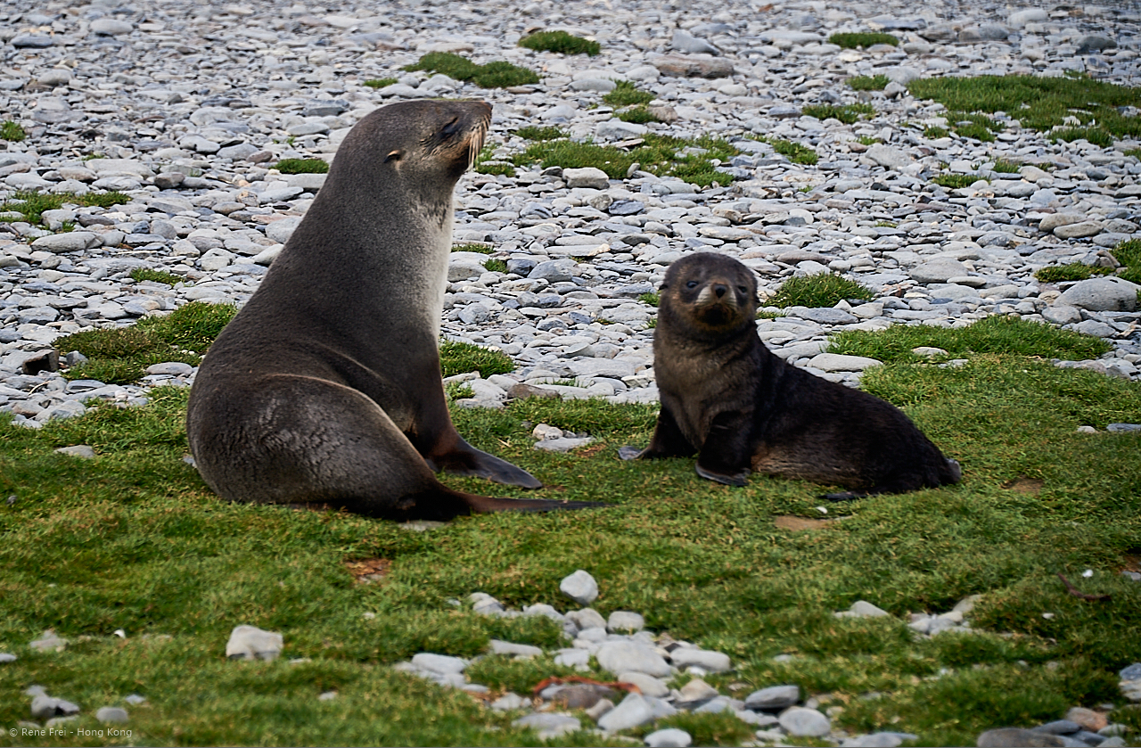 South Georgia - British Overseas Territory - 2017